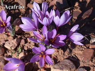 AçafrãoAçafrão
 