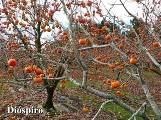 DióspiroDióspiro
 