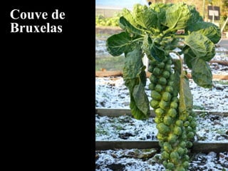 Couve de
Bruxelas
 
