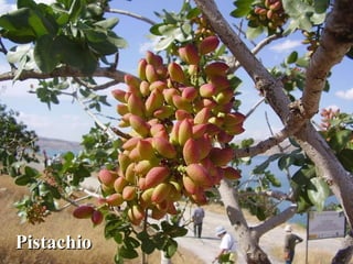 PistachPistachioio
 