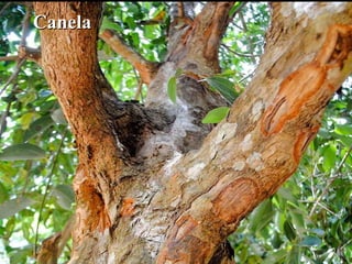 CCanelaanela
 