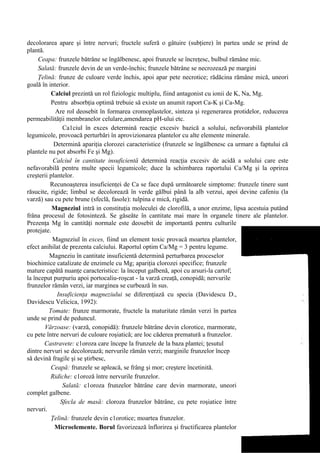 decolorarea apare şi între nervuri; fructele suferă o gâtuire (subţiere) în partea unde se prind de
plantă.
     Ceapa: frunzele bătrâne se îngălbenesc, apoi frunzele se încreţesc, bulbul rămâne mic.
     Salată: frunzele devin de un verde-închis; frunzele bătrâne se necrozează pe margini
     Ţelină: frunze de culoare verde închis, apoi apar pete necrotice; rădăcina rămâne mică, uneori
goală în interior.
           Calciul prezintă un rol fiziologic multiplu, fiind antagonist cu ionii de K, Na, Mg.
           Pentru absorbţia optimă trebuie să existe un anumit raport Ca-K şi Ca-Mg.
             Are rol deosebit în formarea cromoplastelor, sinteza şi regenerarea protidelor, reducerea
permeabilităţii membranelor celulare,amendarea pH-ului etc.
                Ca1ciul în exces determină reacţie excesiv bazică a solului, nefavorabilă plantelor
legumicole, provoacă perturbări în aprovizionarea plantelor cu alte elemente minerale.
            Determină apariţia clorozei caracteristice (frunzele se îngălbenesc ca urmare a faptului că
plantele nu pot absorbi Fe şi Mg).
            Calciul în cantitate insuficientă determină reacţia excesiv de acidă a solului care este
nefavorabilă pentru multe specii legumicole; duce la schimbarea raportului Ca/Mg şi la oprirea
creşterii plantelor.
          Recunoaşterea insuficienţei de Ca se face după următoarele simptome: frunzele tinere sunt
răsucite, rigide; limbul se decolorează în verde gălbui până la alb verzui, apoi devine cafeniu (la
varză) sau cu pete brune (sfeclă, fasole): tulpina e mică, rigidă.
           Magneziul intră in constituţia moleculei de clorofilă, a unor enzime, lipsa acestuia putând
frâna procesul de fotosinteză. Se găseăte în cantitate mai mare în organele tinere ale plantelor.
Prezenţa Mg în cantităţi normale este deosebit de importantă pentru culturile
protejate.
           Magneziul în exces, fiind un element toxic provacă moartea plantelor,
efect anihilat de prezenta calciului. Raportul optim Ca/Mg = 3 pentru legume.
          Magneziu în cantitate insuficientă determină perturbarea proceselor
biochimice catalizate de enzimele cu Mg; apariţia clorozei specifice; frunzele
mature capătă nuanţe caracteristice: la început galbenă, apoi cu arsuri-la cartof;
la început purpuriu apoi portocaliu-roşcat - la varză creaţă, conopidă; nervurile
frunzelor rămân verzi, iar marginea se curbează în sus.
             Insuficienţa magneziului se diferenţiază cu specia (Davidescu D.,
Davidescu Velicica, 1992):
          Tomate: frunze marmorate, fructele la maturitate rămân verzi în partea
unde se prind de peduncul.
        Vărzoase: (varză, conopidă): frunzele bătrâne devin clorotice, marmorate,
cu pete între nervuri de culoare roşiatică; are loc căderea prematură a frunzelor.
        Castravete: c1oroza care începe la frunzele de la baza plantei; ţesutul
dintre nervuri se decolorează; nervurile rămân verzi; marginile frunzelor încep
să devină fragile şi se ştirbesc,
           Ceapă: frunzele se apleacă, se frâng şi mor; creştere încetinită.
          Ridiche: c1oroză între nervurile frunzelor.
                Salată: c1oroza frunzelor bătrâne care devin marmorate, uneori
complet galbene.
               Sfecla de masă: cloroza frunzelor bătrâne, cu pete roşiatice între
nervuri.
           Ţelină: frunzele devin c1orotice; moartea frunzelor.
            Microelemente. Borul favorizează înflorirea şi fructificarea plantelor
 