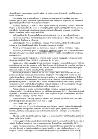 sămânţă pentru ca densitatea plantelor să fie cât mai apropiată de normal, răritul făcându-se
numai pe alocuri.
     Lucrarea de rărit se poate elimina şi prin amestecarea seminţelor mici cu nisip sau
rumeguş, prin drajarea seminţelor şi prin folosirea unor semănători de precizie, cu semănători
speciale sau prin folosirea benzilor preînsămânţate.
     Inălbirea (etiolarea) se aplică la unele legume pentru a-şi îmbunătăţi calitatea (devin mai
fragede şi mai suculente). Se aplică la sparanghel, praz, cicoare, ţelină pentru peţioli, cardon,
marulă etc. Se realizează prin diferite metode: muşuroire, bilonare, acoperire cu materiale
plastice de culoare închisă, după posibilităţi.
     Inălbirea lăstarilor de sparanghel şi a tulpinilor false de praz se execută prin bilonare.
     La cicoare rozetele de frunze se leagă cu diverse materiale sau se înfăşoară cu paie, după
care rândurile de plante se bilonează.
     La ţelină pentru peţioli, când plantele au circa 20 cm înălţime, rândurile se bilonează,
avându-se în grijă ca biloanele să nu depăşească mu-gurelc terminal.
     Peţiolii şi nervurile principale ale frunzelor de cardon se înălbesc prin legare cu paie.
     Susţinerea plantelor se aplică la unele specii legumicole cu port înalt si ţesuturi mecanice
slab dezvoltate, care nu asigură menţinerealorIn pozTţuTverticălă (tomateTTasole urcătoare,
castraveţi etc).
     Susţinerea plantelor se poate face prin mai multe sisteme: pe spalieri cu 1 sau mai multe
sârme; pe tutori individual (fig.10.8) pe piramide din 3-4 tutori.
     Susţinerea pe tutori [.araci') a fiecărei plante este mai puţin recomandată deoarece necesită
cantităţi mari de material lemnos si multă forţă de muncă la înfiinţare, iar gradul de stabilitate a
acestora este foarte redus. Materialele din care pot fi confecţionaţi tutorii sunt diferite specii
lemnoase, tulpini de floarea-soarelui, trestie groasă etc.
     Susţinerea pe piramide, formată din 3-4 araci, asigură o mai bună stabilitate, dar nu
permite efectuarea mecanizată a lucrărilor de întreţinere. Spalierul poate fi cu una sau mai
multe sârme. Pentru culturile de tomate timpurii, spalierul se confecţionează din pari de lemn
(70 cm înălţime şi 5-7 cm diametru) care se fixează pe rândul de plante la distanţa de 4-5 m,
prin batere în pământ la adâncime de 20-25 cm. Pe capetele acestora se fixează cu ajutorai
cuielor (scoabelor) o sârmă, de care se leagă tulpinile plantelor cu diverse materiale (deşeuri
textile, tei, rafie, sfoară din material plastic, rafie sintetică etc).
     Pentru culturile de tomate semitimpurii şi târzii (soiuri cu creştere nedeterminată) se
folosesc spalieri cu două sârme. în acest caz înălţimea parilor este de 1,1-1,2 m şi ei se fixează
în pământ la adâncimea de 30-50 cm. Prima sârmă se prinde de pari la înălţimea de 40 cm de
la sol, iar cea de a doua pe capetele parilor
     Pentru cultura de castraveţi, spalierul este mai înalt. în cazul spalierului înalt cu o sârmă,
plantele se palisează cu ajutorul sforilor, care se leagă
     cu xxv ca$& <J& cqsX, vax c
     -7P-— Aplicarea J^erUg^Ja plante are ca scop dirijarea creşterii şi dezvoltării plantelor,
vizând în primul rând grăbirea maturării fructelor la unele specii legumicole, cum sunt
tomatele, vinetele, castraveţii etc. sau uniformizarea maturării seminţelor la unele culturi
semincere.
     Tăierile constau din copilit, cârnit şi ciupit şi se aplică mai frecvent la tomate si castraveţi
şi mai rar la vinete si ardei.
     /. Vrinţcopilit se îndepărtează lăstarii (copilii) care apar la subsuara frunzelor la speciile şi
soiurile de plante legumicole care au mare capacitate de ramificare a tulpinii (fig. 10.9).
     Copilii fiind consumatori de substanţe plastice determină întârzierea creşterii şi maturării
fructelor. Lăstarii se îndepărtează din momentul apariţiei şi până când au cel mult 10 cm
lungime. Dacă se execută prea devreme ridică costul producţiei fiind nevoie de un număr
 