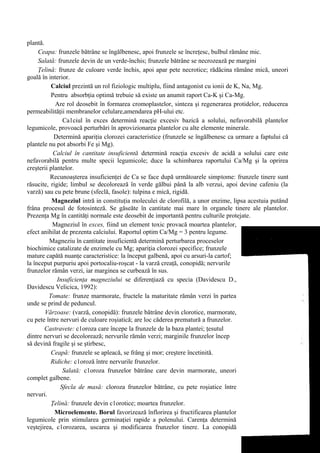 plantă.
     Ceapa: frunzele bătrâne se îngălbenesc, apoi frunzele se încreţesc, bulbul rămâne mic.
     Salată: frunzele devin de un verde-închis; frunzele bătrâne se necrozează pe margini
     Ţelină: frunze de culoare verde închis, apoi apar pete necrotice; rădăcina rămâne mică, uneori
goală în interior.
           Calciul prezintă un rol fiziologic multiplu, fiind antagonist cu ionii de K, Na, Mg.
           Pentru absorbţia optimă trebuie să existe un anumit raport Ca-K şi Ca-Mg.
             Are rol deosebit în formarea cromoplastelor, sinteza şi regenerarea protidelor, reducerea
permeabilităţii membranelor celulare,amendarea pH-ului etc.
                Ca1ciul în exces determină reacţie excesiv bazică a solului, nefavorabilă plantelor
legumicole, provoacă perturbări în aprovizionarea plantelor cu alte elemente minerale.
            Determină apariţia clorozei caracteristice (frunzele se îngălbenesc ca urmare a faptului că
plantele nu pot absorbi Fe şi Mg).
            Calciul în cantitate insuficientă determină reacţia excesiv de acidă a solului care este
nefavorabilă pentru multe specii legumicole; duce la schimbarea raportului Ca/Mg şi la oprirea
creşterii plantelor.
          Recunoaşterea insuficienţei de Ca se face după următoarele simptome: frunzele tinere sunt
răsucite, rigide; limbul se decolorează în verde gălbui până la alb verzui, apoi devine cafeniu (la
varză) sau cu pete brune (sfeclă, fasole): tulpina e mică, rigidă.
           Magneziul intră in constituţia moleculei de clorofilă, a unor enzime, lipsa acestuia putând
frâna procesul de fotosinteză. Se găseăte în cantitate mai mare în organele tinere ale plantelor.
Prezenţa Mg în cantităţi normale este deosebit de importantă pentru culturile protejate.
           Magneziul în exces, fiind un element toxic provacă moartea plantelor,
efect anihilat de prezenta calciului. Raportul optim Ca/Mg = 3 pentru legume.
          Magneziu în cantitate insuficientă determină perturbarea proceselor
biochimice catalizate de enzimele cu Mg; apariţia clorozei specifice; frunzele
mature capătă nuanţe caracteristice: la început galbenă, apoi cu arsuri-la cartof;
la început purpuriu apoi portocaliu-roşcat - la varză creaţă, conopidă; nervurile
frunzelor rămân verzi, iar marginea se curbează în sus.
             Insuficienţa magneziului se diferenţiază cu specia (Davidescu D.,
Davidescu Velicica, 1992):
          Tomate: frunze marmorate, fructele la maturitate rămân verzi în partea
unde se prind de peduncul.
        Vărzoase: (varză, conopidă): frunzele bătrâne devin clorotice, marmorate,
cu pete între nervuri de culoare roşiatică; are loc căderea prematură a frunzelor.
        Castravete: c1oroza care începe la frunzele de la baza plantei; ţesutul
dintre nervuri se decolorează; nervurile rămân verzi; marginile frunzelor încep
să devină fragile şi se ştirbesc,
           Ceapă: frunzele se apleacă, se frâng şi mor; creştere încetinită.
           Ridiche: c1oroză între nervurile frunzelor.
                Salată: c1oroza frunzelor bătrâne care devin marmorate, uneori
complet galbene.
               Sfecla de masă: cloroza frunzelor bătrâne, cu pete roşiatice între
nervuri.
           Ţelină: frunzele devin c1orotice; moartea frunzelor.
            Microelemente. Borul favorizează înflorirea şi fructificarea plantelor
legumicole prin stimularea germinaţiei rapide a polenului. Carenţa determină
veştejirea, c1orozarea, uscarea şi modificarea frunzelor tinere. La conopidă
 