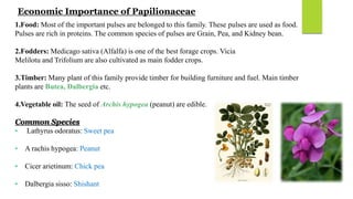 Economic Importance of Papilionaceae
1.Food: Most of the important pulses are belonged to this family. These pulses are used as food.
Pulses are rich in proteins. The common species of pulses are Grain, Pea, and Kidney bean.
2.Fodders: Medicago sativa (Alfalfa) is one of the best forage crops. Vicia
Melilotu and Trifolium are also cultivated as main fodder crops.
3.Timber: Many plant of this family provide timber for building furniture and fuel. Main timber
plants are Butea, Dalbergia etc.
4.Vegetable oil: The seed of Archis hypogea (peanut) are edible.
Common Species
• Lathyrus odoratus: Sweet pea
• A rachis hypogea: Peanut
• Cicer arietinum: Chick pea
• Dalbergia sisso: Shishant
 
