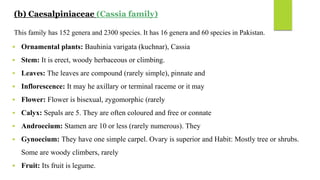 (b) Caesalpiniaceae (Cassia family)
This family has 152 genera and 2300 species. It has 16 genera and 60 species in Pakistan.
 Ornamental plants: Bauhinia varigata (kuchnar), Cassia
 Stem: It is erect, woody herbaceous or climbing.
 Leaves: The leaves are compound (rarely simple), pinnate and
 Inflorescence: It may he axillary or terminal raceme or it may
 Flower: Flower is bisexual, zygomorphic (rarely
 Calyx: Sepals are 5. They are often coloured and free or connate
 Androecium: Stamen are 10 or less (rarely numerous). They
 Gynoecium: They have one simple carpel. Ovary is superior and Habit: Mostly tree or shrubs.
Some are woody climbers, rarely
 Fruit: Its fruit is legume.
 