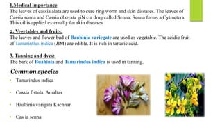 2. Vegetables and fruits:
The leaves and flower bud of Bauhinia variegate are used as vegetable. The acidic fruit
of Tamarintlus indica (JIM) are edible. It is rich in tartaric acid.
3. Tanning and dyes:
The bark of Buahinia and Tamarindus indica is used in tanning.
Common species
• Tamarindus indica
• Cassia fistula. Amaltas
• Baultinia varigata Kachnar
• Cas ia senna
1.Medical importance
The leaves of cassia alata are used to cure ring worm and skin diseases. The leaves of
Cassia senna and Cassia obovata giN c a drug called Senna. Senna forms a Cytmetera.
This oil is applied externally for skin diseases
 