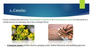 1. Cassia:
Cassia is botanically known as Cinnamomum aromaticum or Cinnamomum cassia. It is harvested in a
similar process as cinnamon, but it has a stronger flavor.
 Common name: Golden shower, purging cassia, Indian laburnum and pudding-pipe tree.
 