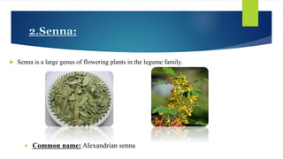 2.Senna:
 Senna is a large genus of flowering plants in the legume family.
 Common name: Alexandrian senna
 