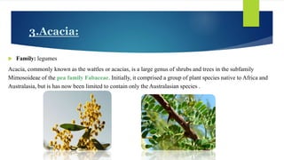 3.Acacia:
 Family: legumes
Acacia, commonly known as the wattles or acacias, is a large genus of shrubs and trees in the subfamily
Mimosoideae of the pea family Fabaceae. Initially, it comprised a group of plant species native to Africa and
Australasia, but is has now been limited to contain only the Australasian species .
 