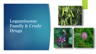 Leguminosae
Family & Crude
Drugs
 