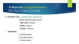 Fabaceae (Leguminosae)
The Pea or Bean Family
 Scientific Name : Astragalus australis
Class: Magnoliopsida (dicot)
Sub-Class: Rosidae
Order: Fabales
Family: Fabaceae
 Subfamily:
1. Papilionoideae
2. Caesalpinoideae
3. Mimosoideae
 