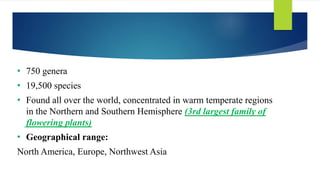 • 750 genera
• 19,500 species
• Found all over the world, concentrated in warm temperate regions
in the Northern and Southern Hemisphere (3rd largest family of
flowering plants)
• Geographical range:
North America, Europe, Northwest Asia
 