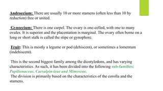 Androecium: There are usually 10 or more stamens (often less than 10 by
reduction) free or united.
Gynoecium: There is one carpel. The ovary is one-celled, with one to many
ovules. It is superior and the placentation is marginal. The ovary often borne on a
long or short stalk is called the stipe or gynophore.
Fruit: This is mostly a legume or pod (dehiscent), or sometimes a lomentum
(indehiscent).
This is the second biggest family among the dicotyledons, and has varying
characteristics. As such, it has been divided into the following sub-families:
Papilionaceae, Caesalpin-ieae and Mimoseae.
The division is primarily based on the characteristics of the corolla and the
stamens.
 