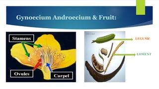 Gynoecium Androecium & Fruit:
LOMENT
LEGUME
 