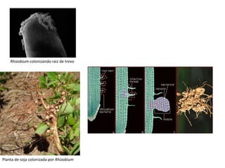 Planta de soja colonizada por Rhizobium
Rhizobium colonizando raiz de trevo
 
