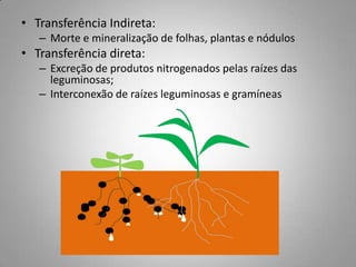 • Transferência Indireta:
– Morte e mineralização de folhas, plantas e nódulos
• Transferência direta:
– Excreção de produtos nitrogenados pelas raízes das
leguminosas;
– Interconexão de raízes leguminosas e gramíneas
 