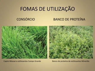 FOMAS DE UTILIZAÇÃO
CONSÓRCIO BANCO DE PROTEÍNA
Capim-Massai e estilosantes Campo Grande Banco de proteína de estilosantes Mineirão
 