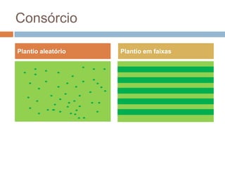 Consórcio
Plantio aleatório Plantio em faixas
 