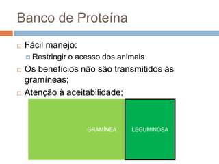Banco de Proteína
 Fácil manejo:
 Restringir o acesso dos animais
 Os benefícios não são transmitidos às
gramíneas;
 Atenção à aceitabilidade;
GRAMÍNEA LEGUMINOSA
 