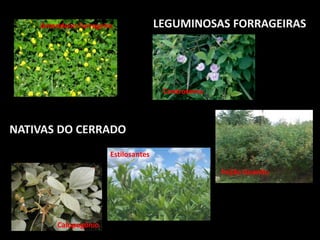 NATIVAS DO CERRADO
LEGUMINOSAS FORRAGEIRASAmendoim Forrageiro
Calopogônio
Estilosantes
Feijão Guandu
Centrosema
 