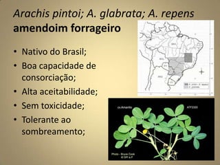 Arachis pintoi; A. glabrata; A. repens
amendoim forrageiro
• Nativo do Brasil;
• Boa capacidade de
consorciação;
• Alta aceitabilidade;
• Sem toxicidade;
• Tolerante ao
sombreamento;
 