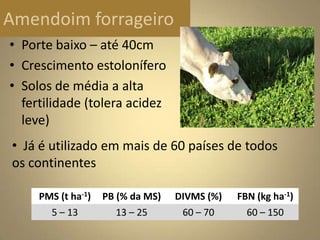 Amendoim forrageiro
• Porte baixo – até 40cm
• Crescimento estolonífero
• Solos de média a alta
fertilidade (tolera acidez
leve)
PMS (t ha-1) PB (% da MS) DIVMS (%) FBN (kg ha-1)
5 – 13 13 – 25 60 – 70 60 – 150
• Já é utilizado em mais de 60 países de todos
os continentes
 