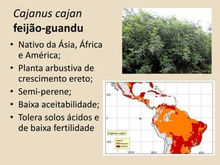 Cajanus cajan
feijão-guandu
• Nativo da Ásia, África
e América;
• Planta arbustiva de
crescimento ereto;
• Semi-perene;
• Baixa aceitabilidade;
• Tolera solos ácidos e
de baixa fertilidade
 