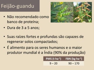 Feijão-guandu
• Não recomendado como
banco de proteína;
• Dura de 3 a 5 anos;
PMS (t ha-1) FBN (kg ha-1)
9 – 20 90 – 170
• Suas raízes fortes e profundas são capazes de
regenerar solos compactados;
• É alimento para os seres humanos e o maior
produtor mundial é a Índia (90% da produção)
 