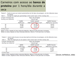 Carneiros com acesso ao banco de
proteína por 1 hora/dia durante a
seca
(SOUZA; ESPÍNDOLA, 2000)
 