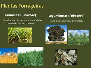 Plantas Forrageiras
Gramíneas (Poaceae)
Família mais importante, com várias
características em comum
Leguminosas (Fabaceae)
Família mais numerosa e diversificada
 
