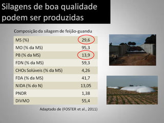 Silagens de boa qualidade
podem ser produzidas
 