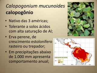 • Nativo das 3 américas;
• Tolerante a solos ácidos
com alta saturação de Al;
• Erva perene, de
crescimento estolonífero
rasteiro ou trepador;
• Em precipitações abaixo
de 1.000 mm apresenta
comportamento anual;
Calopogonium mucunoides
calopogônio
 