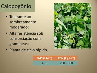 Calopogônio
• Tolerante ao
sombreamento
moderado;
• Alta resistência sob
consorciação com
gramíneas;
• Planta de ciclo rápido.
PMS (t ha-1) FBN (kg ha-1)
3 – 5 250 – 350
 