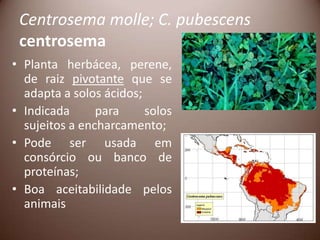 Centrosema molle; C. pubescens
centrosema
• Planta herbácea, perene,
de raiz pivotante que se
adapta a solos ácidos;
• Indicada para solos
sujeitos a encharcamento;
• Pode ser usada em
consórcio ou banco de
proteínas;
• Boa aceitabilidade pelos
animais
 