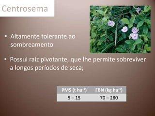 Centrosema
• Altamente tolerante ao
sombreamento
PMS (t ha-1) FBN (kg ha-1)
5 – 15 70 – 280
• Possui raiz pivotante, que lhe permite sobreviver
a longos períodos de seca;
 
