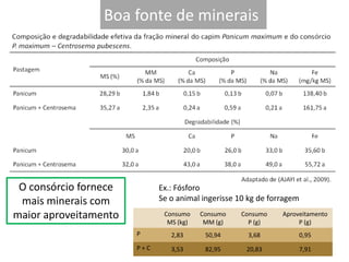 Boa fonte de minerais
O consórcio fornece
mais minerais com
maior aproveitamento
Ex.: Fósforo
Se o animal ingerisse 10 kg de forragem
Consumo
MS (kg)
Consumo
MM (g)
Consumo
P (g)
Aproveitamento
P (g)
P 2,83 50,94 3,68 0,95
P + C 3,53 82,95 20,83 7,91
 