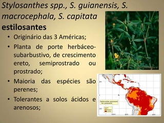 Stylosanthes spp., S. guianensis, S.
macrocephala, S. capitata
estilosantes
• Originário das 3 Américas;
• Planta de porte herbáceo-
subarbustivo, de crescimento
ereto, semiprostrado ou
prostrado;
• Maioria das espécies são
perenes;
• Tolerantes a solos ácidos e
arenosos;
 