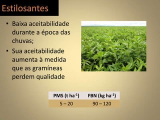 Estilosantes
• Baixa aceitabilidade
durante a época das
chuvas;
• Sua aceitabilidade
aumenta à medida
que as gramíneas
perdem qualidade
PMS (t ha-1) FBN (kg ha-1)
5 – 20 90 – 120
 