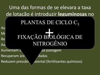 Uma das formas de se elevara a taxa
de lotação é introduzir leguminosas no
sistema
Aumentam a oferta e forragem em algumas épocas do ano
Melhoram a qualidade nutricional das pastagens
Reduzem a variação anual de oferta de forragem
Aumentam a produtividade animal
Aumentam a diversidade da pastagem
Recuperam áreas degradadas
Reduzem pressão ambiental (fertilizantes químicos).
PLANTAS DE CICLO C3
FIXAÇÃO BIOLÓGICA DE
NITROGÊNIO
 