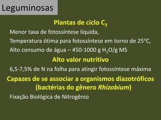 Leguminosas
Plantas de ciclo C3
Menor taxa de fotossíntese líquida,
Temperatura ótima para fotossíntese em torno de 25o
C,
Alto consumo de água – 450-1000 g H2O/g MS
Alto valor nutritivo
6,5-7,5% de N na folha para atingir fotossíntese máxima
Capazes de se associar a organismos diazotróficos
(bactérias do gênero Rhizobium)
Fixação Biológica de Nitrogênio
 