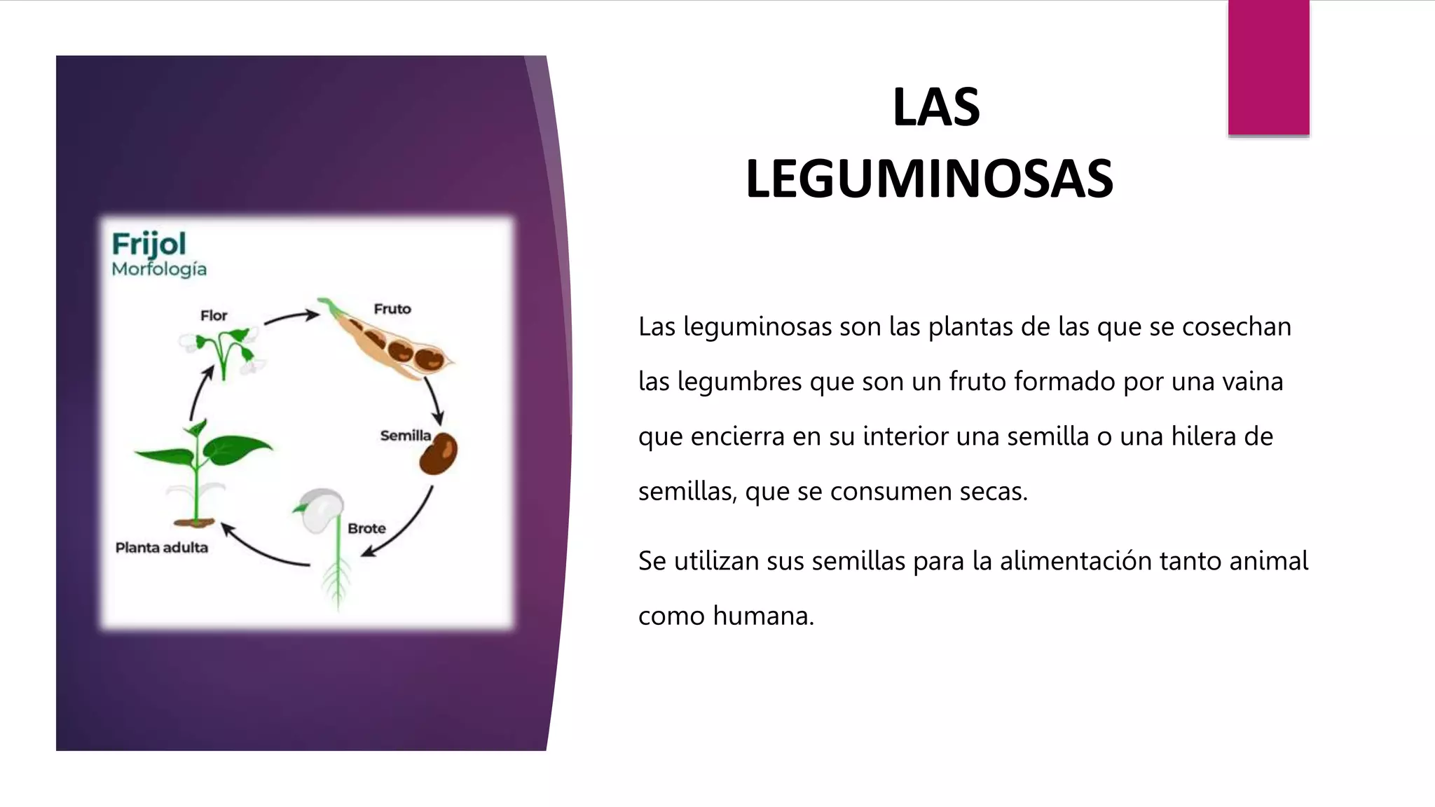LEGUMINOSAS Selección....pptx