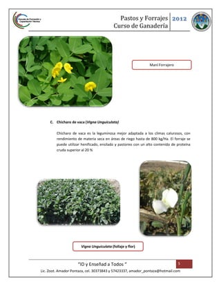Pastos y Forrajes 2012
                                           Curso de Ganadería




                                                                Maní Forrajero




     C. Chícharo de vaca (Vigna Unguiculata)

         Chícharo de vaca es la leguminosa mejor adaptada a los climas calurosos, con
         rendimiento de materia seca en áreas de riego hasta de 800 kg/Ha. El forraje se
         puede utilizar henificado, ensilado y pastoreo con un alto contenido de proteína
         cruda superior al 20 %




                       Vigna Unguiculata (follaje y flor)



                     “ID y Enseñad a Todos “                                     5
Lic. Zoot. Amador Pontaza, cel. 30373843 y 57423337, amador_pontaza@hotmail.com
 