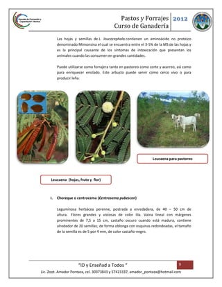 Pastos y Forrajes 2012
                                            Curso de Ganadería
          Las hojas y semillas de L. leucocephala contienen un aminoácido no proteico
          denominado Mimonsina el cual se encuentra entre el 3-5% de la MS de las hojas y
          es la principal causante de los síntomas de intoxicación que presentan los
          animales cuando las consumen en grandes cantidades.

          Puede utilizarse como forrajera tanto en pastoreo como corte y acarreo, asi como
          para enriquecer ensilado. Este arbusto puede servir como cerco vivo o para
          producir leña.




                                                                   Leucaena para pastoreo




     Leucaena (hojas, fruto y flor)



     I.   Choreque o centrocema (Centrosema pubescen)

          Leguminosa herbácea perenne, postrada a enredadera, de 40 – 50 cm de
          altura. Flores grandes y vistosas de color lila. Vaina lineal con márgenes
          prominentes de 7,5 a 15 cm, castaño oscuro cuando está madura, contiene
          alrededor de 20 semillas; de forma oblonga con esquinas redondeadas, el tamaño
          de la semilla es de 5 por 4 mm, de color castaño-negro.




                      “ID y Enseñad a Todos “                                     9
Lic. Zoot. Amador Pontaza, cel. 30373843 y 57423337, amador_pontaza@hotmail.com
 