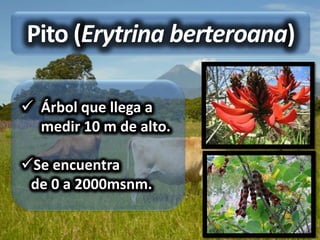 Pito (Erytrina berteroana)

 Árbol que llega a
  medir 10 m de alto.

Se encuentra
 de 0 a 2000msnm.
 