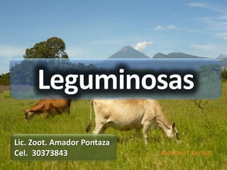 Leguminosas
Lic. Zoot. Amador Pontaza
Cel. 30373843
 