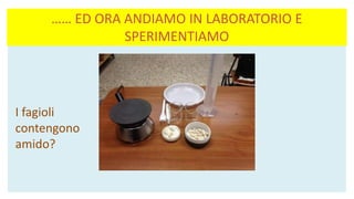…… ED ORA ANDIAMO IN LABORATORIO E
SPERIMENTIAMO
I fagioli
contengono
amido?
 