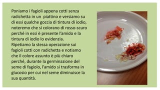 Poniamo i fagioli appena cotti senza
radichetta in un piattino e versiamo su
di essi qualche goccia di tintura di iodio,
noteremo che si colorano di rosso-scuro
perché in essi è presente l’amido e la
tintura di iodio lo evidenzia.
Ripetiamo la stessa operazione sui
fagioli cotti con radichetta e notiamo
che il colore assunto è più chiaro
perché, durante la germinazione del
seme di fagiolo, l’amido si trasforma in
glucosio per cui nel seme diminuisce la
sua quantità.
 