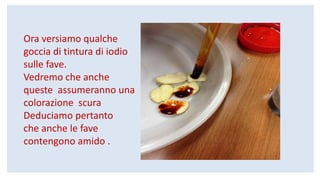 Ora versiamo qualche
goccia di tintura di iodio
sulle fave.
Vedremo che anche
queste assumeranno una
colorazione scura
Deduciamo pertanto
che anche le fave
contengono amido .
 