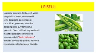 I PISELLI
La pianta produce dei baccelli verdi,
lunghi circa 10 cm, contenenti i
semi dei piselli. Contengono:
carboidrati, proteine, vitamine
del complesso B, vitamina C e
potassio. Sono utili nei seguenti casi:
malattie cardiache infatti sono
considerati gli “Amici del cuore”,
disturbi a livello del sistema nervoso,
gravidanza e allattamento, diabete.
 